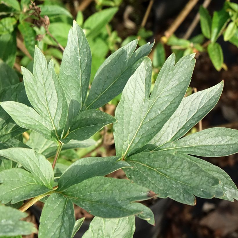 Pivoine lactiflora Raspberry Charm (Foliage)