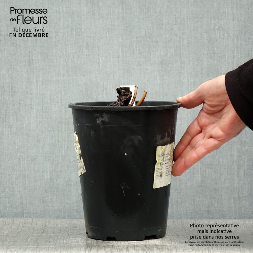 Example of Pivoine lactiflora Sea Shell Pot de 3L/4L as you get in hiver