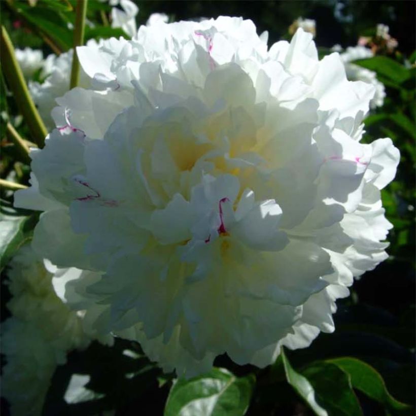 Pivoine lactiflora Solange (Flowering)