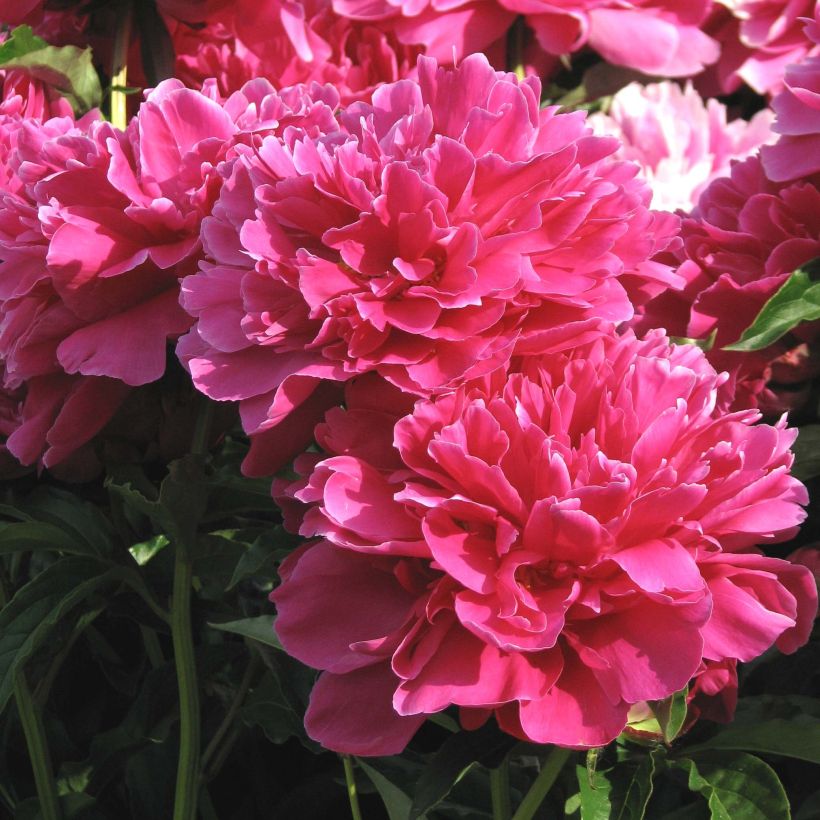 Pivoine lactiflora Victoire de la Marne (Flowering)