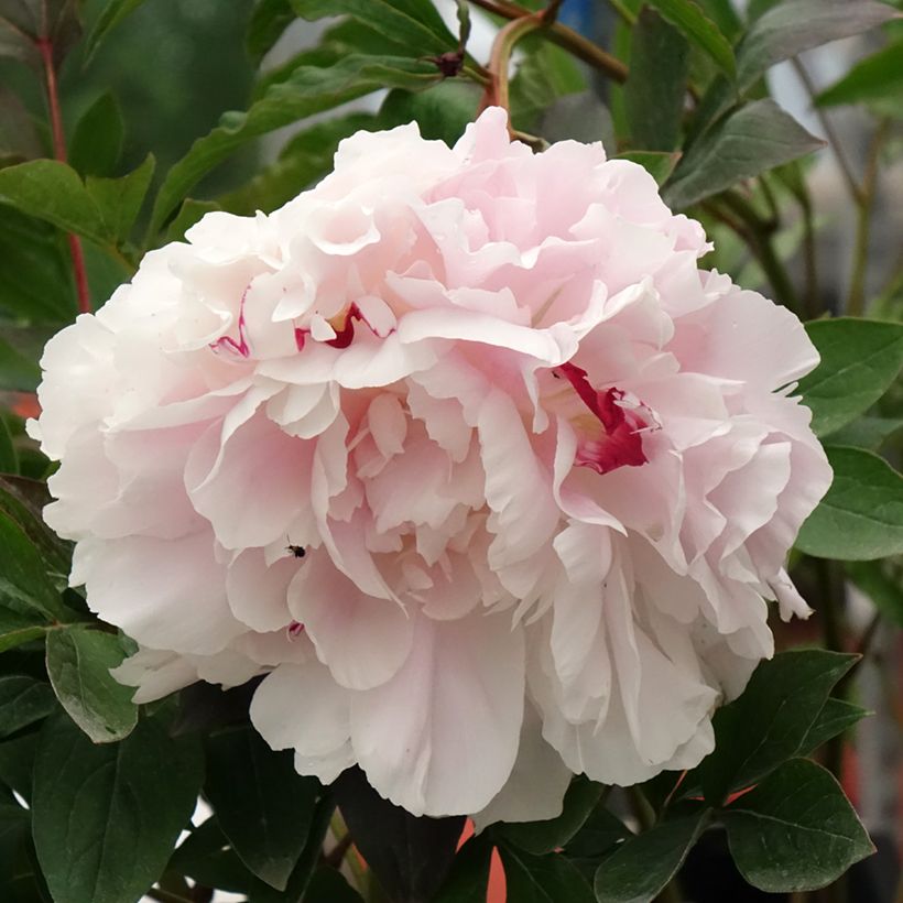 Pivoine lactiflora Vogue (Flowering)