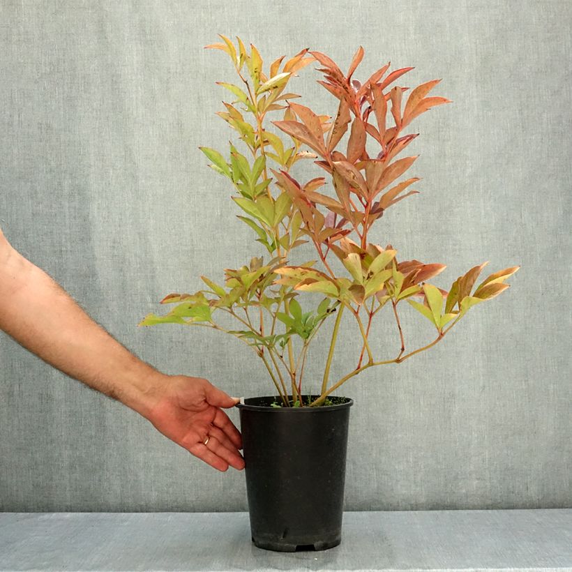 Example of Pivoine naine Patio Peony Athens Pot de 3L/4L as you get in ete