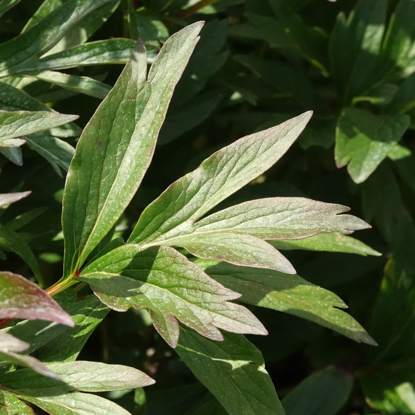 Pivoine naine Patio Peony Rome (Foliage)