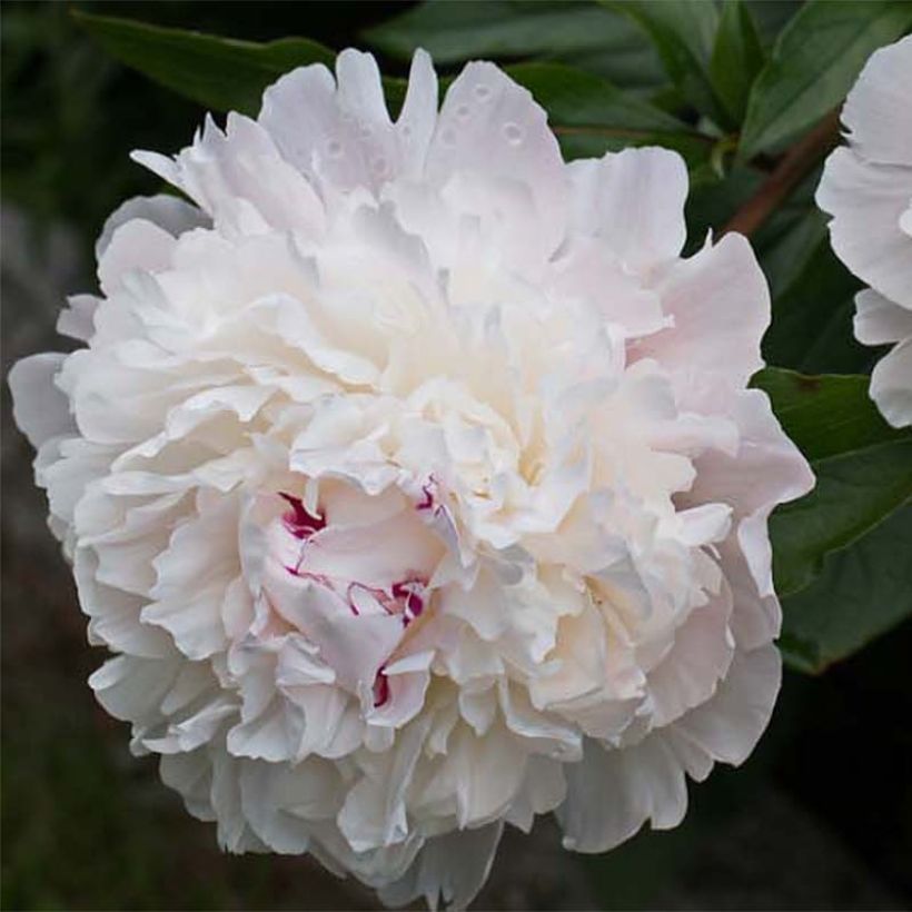 Pivoine officinale Alba Plena (Flowering)