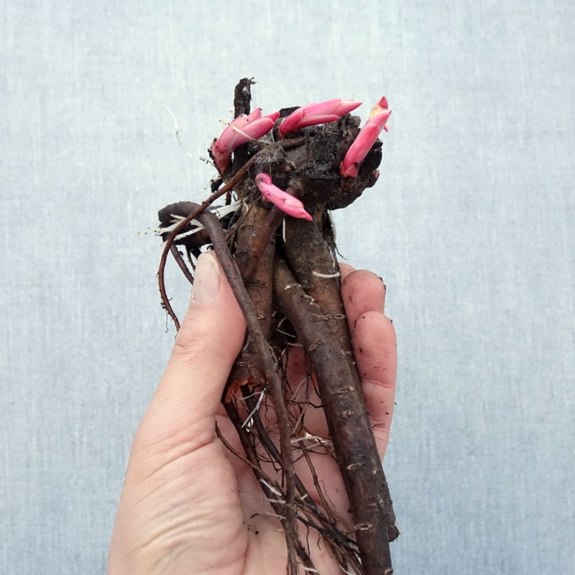 Example of Pivoine arbustive Red - Paeonia suffruticosa Petites Racines nues as you get in hiver