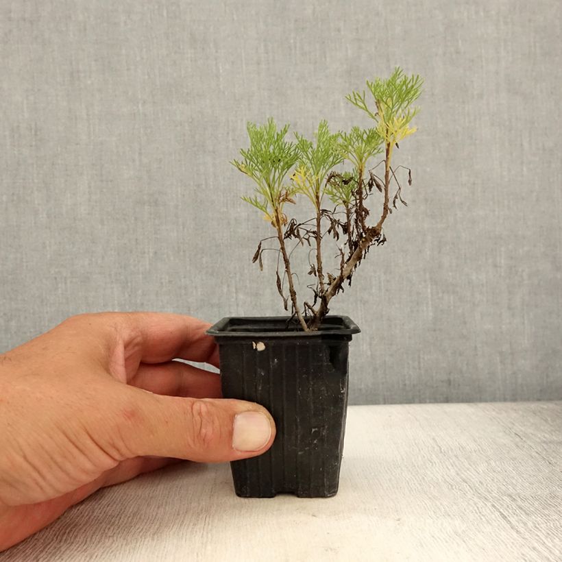 Example of Plante cola - Artemisia abrotanum var.maritima Godet de 7/8 cm as you get in ete