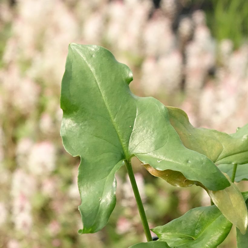 Plante souris - Arisarum proboscideum (Foliage)