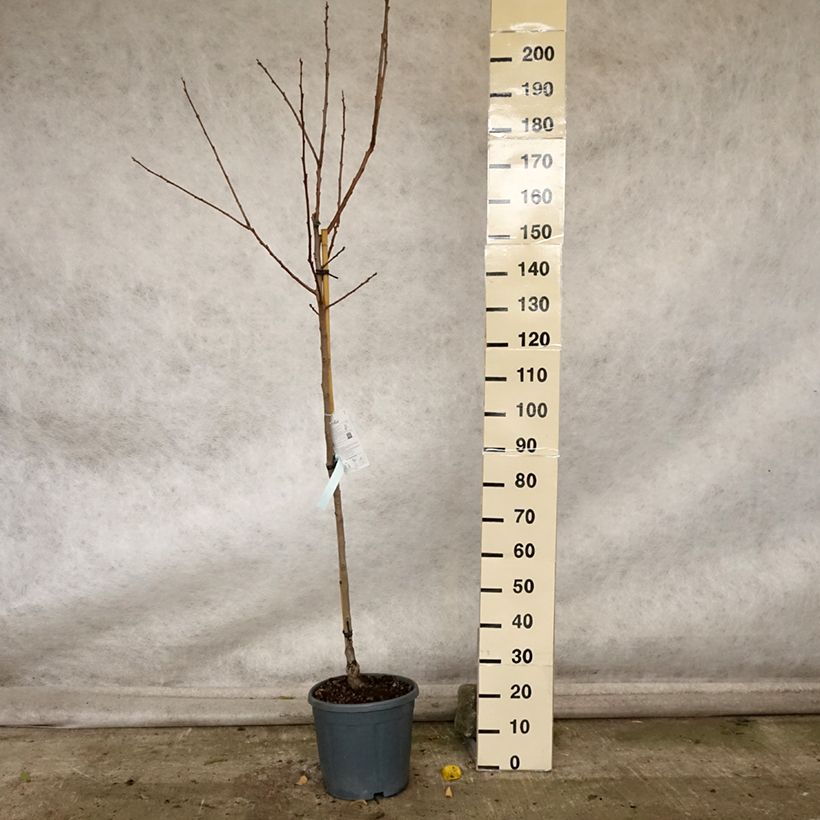 Example of Plaqueminier, Kaki - Diospyros kaki Cioccolatino Pot de 12L/15L, Demi-Tige as you get in automne