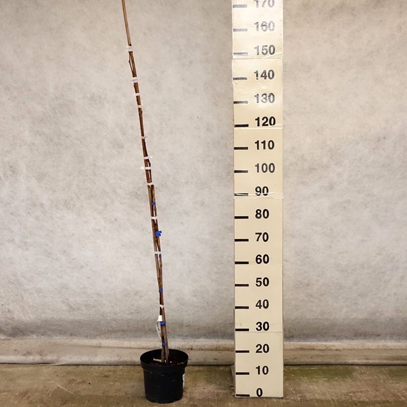 Example of Plaqueminier, Kaki - Diospyros kaki Korea Pot de 7,5L/10L, Demi-Tige as you get in automne