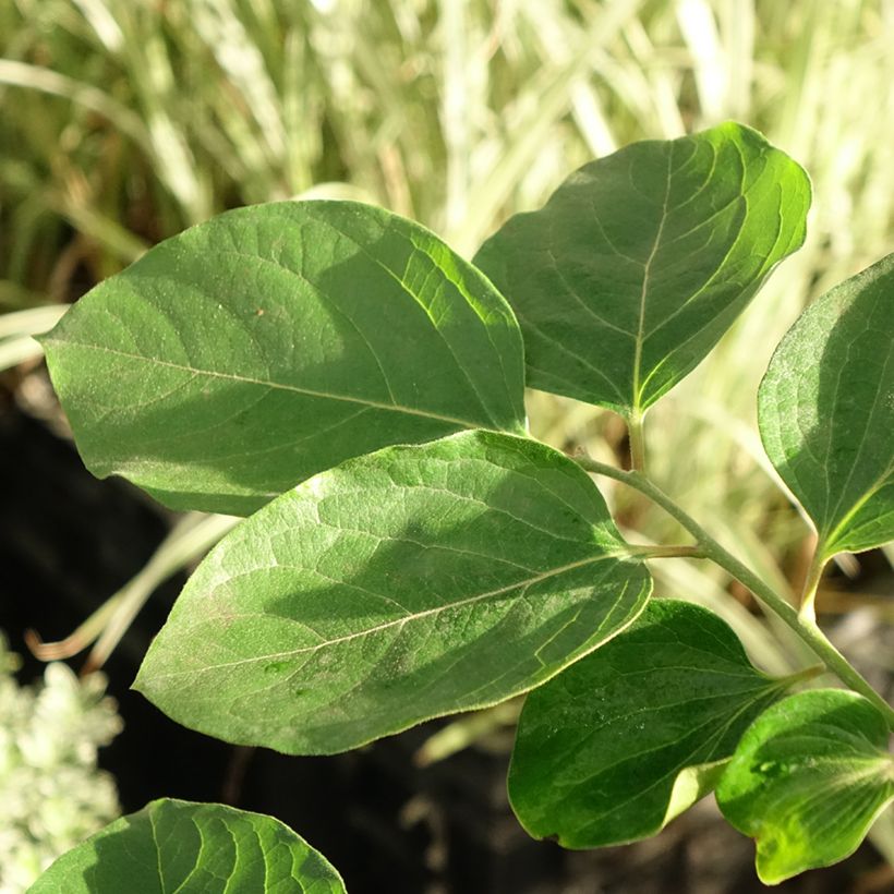 Plaqueminier, Kaki - Diospyros kaki Korea (Foliage)