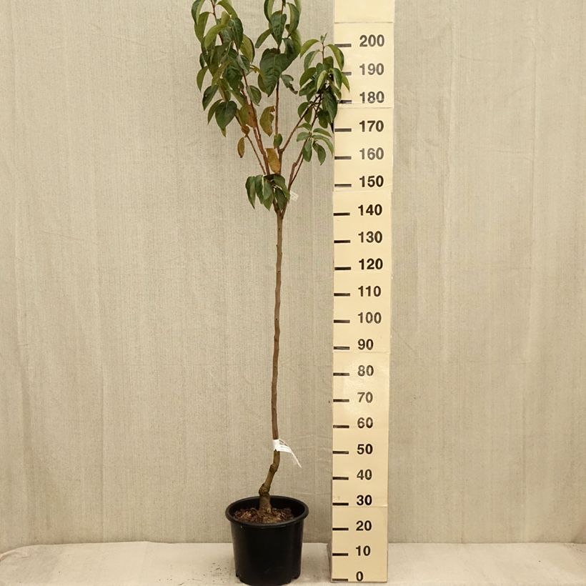Example of Plaqueminier, Kaki - Diospyros kaki Ragno Pot de 12L/15L, Demi-Tige as you get in automne