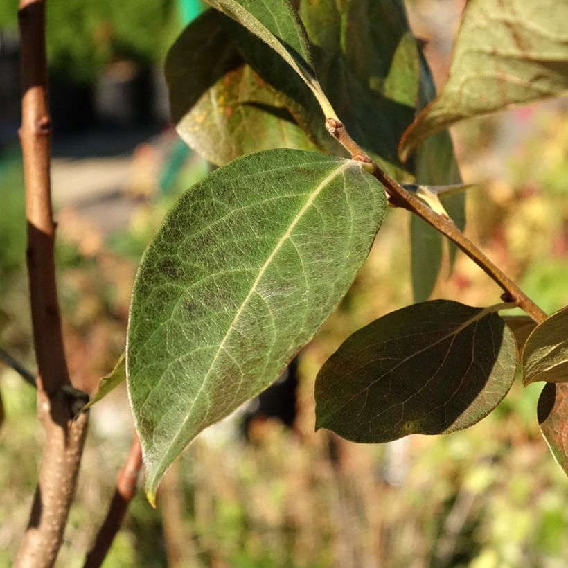 Plaqueminier, Kaki - Diospyros kaki Ragno (Foliage)