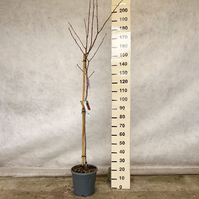 Example of Plaqueminier, Kaki - Diospyros kaki Sharon Pot de 12L/15L, Demi-Tige as you get in automne