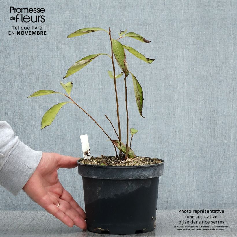 Example of Plaqueminier, Kaki - Diospyros lotus Pot de 2L/3L as you get in automne