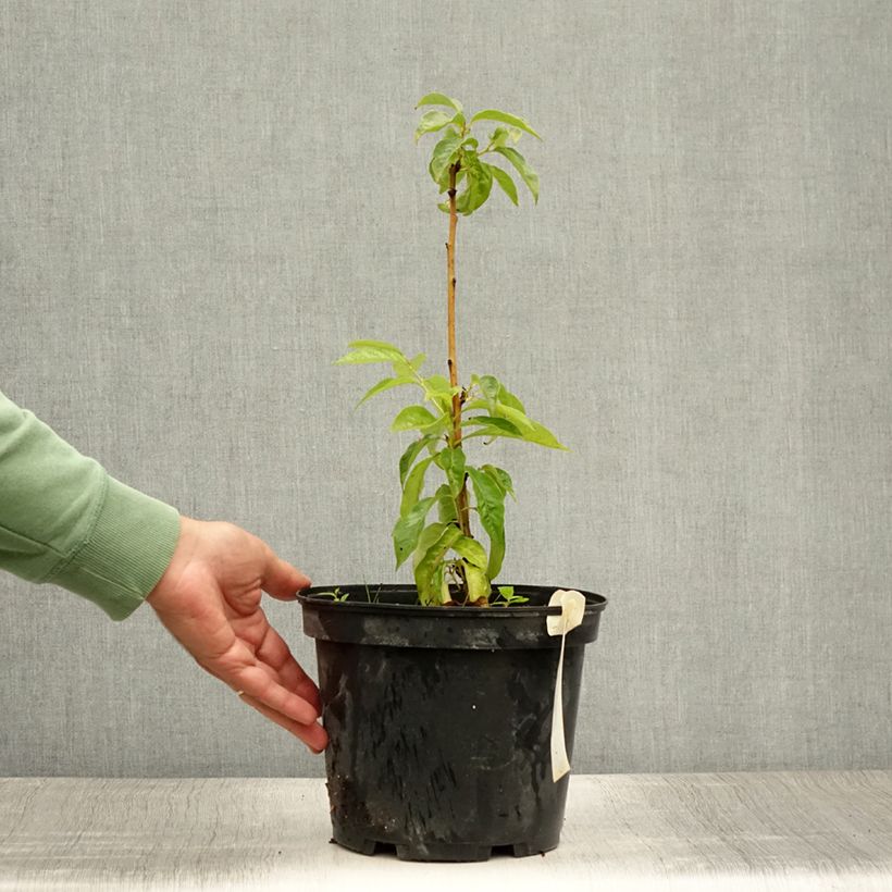 Example of Plaqueminier, Kaki - Diospyros lotus Pot de 3L/4L as you get in ete