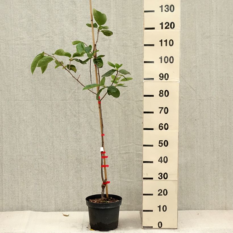 Example of Plaqueminier, Kaki - Diospyros Nikita’s Gift Pot de 4L/5L, Demi-Tige as you get in automne