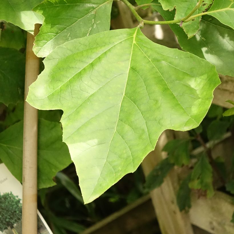 Platanus acerifolia Alphen's Globe - Platane boule (Foliage)