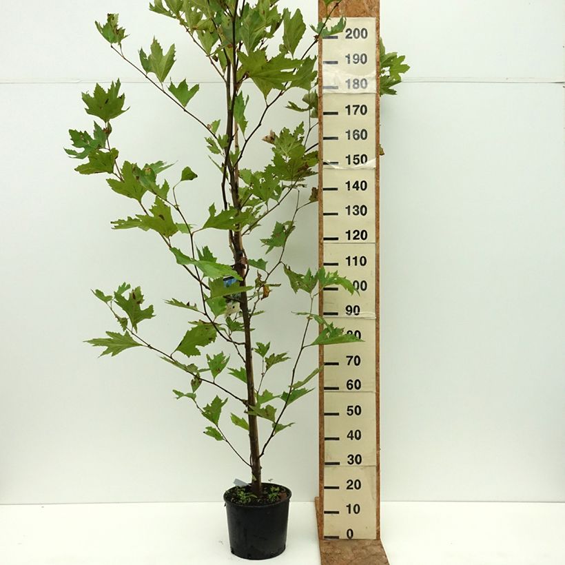 Example of Platanus orientalis - Platane d'Orient Pot de 7,5L/10L as you get in ete