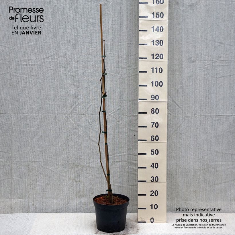 Example of Platanus x hispanica Suttneri - Platane panaché Pot de 4L/5L as you get in hiver