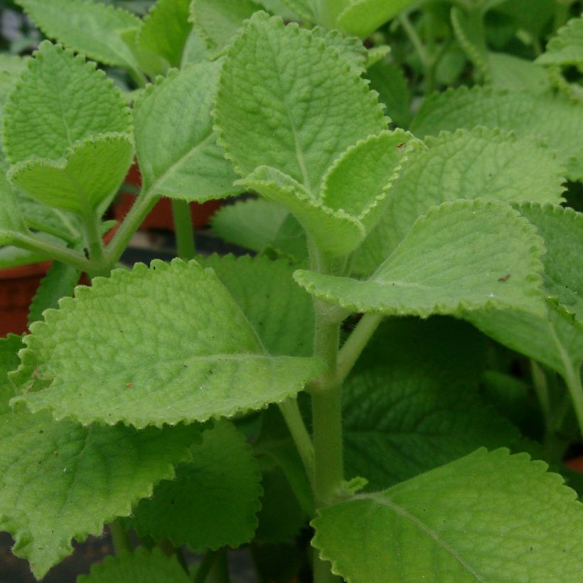 Gros thym antillais - Plectranthus amboinicus (Foliage)