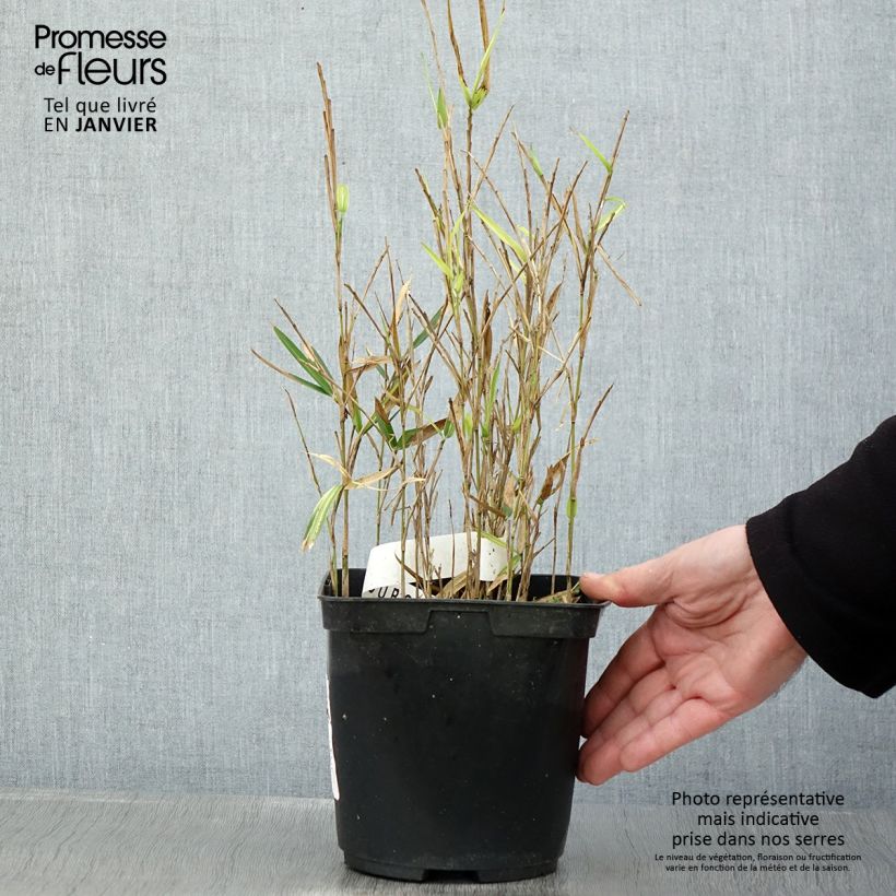 Example of Pleioblastus shibuyanus Tsuboï - Bambou nain panaché Pot de 1,5L/2L as you get in hiver