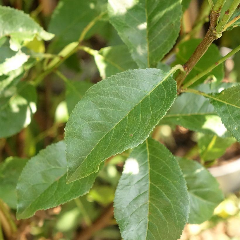 Pluot Pink Candy - Prunus Pluot (Foliage)