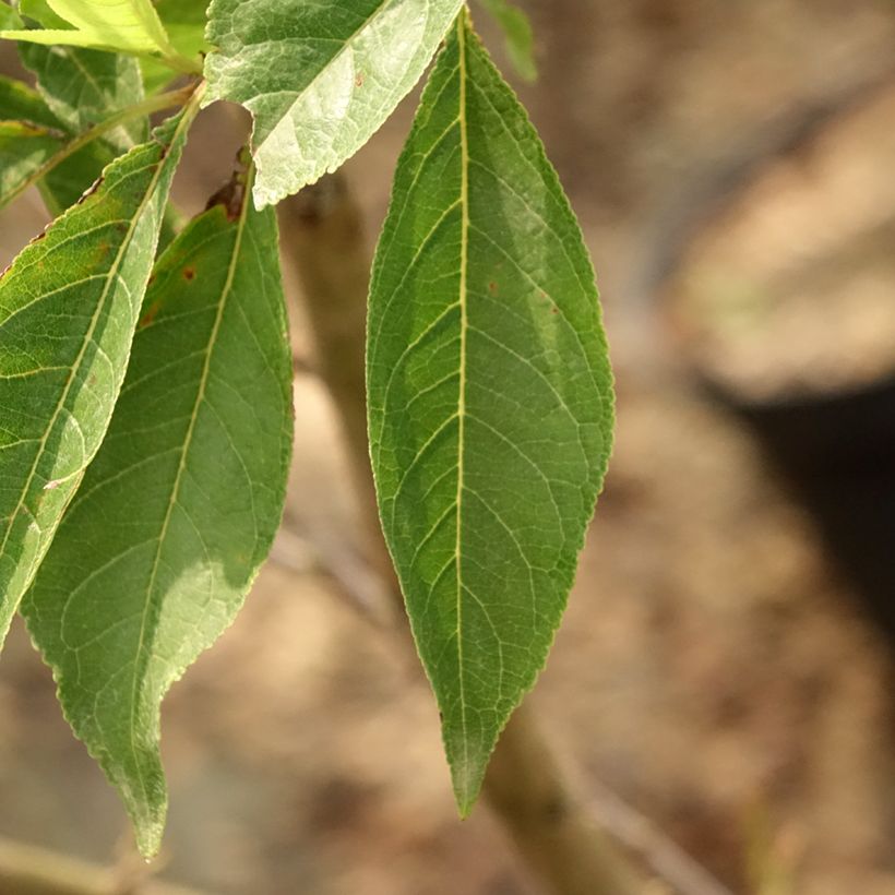Pluot Purple Candy - Prunus Pluot (Foliage)