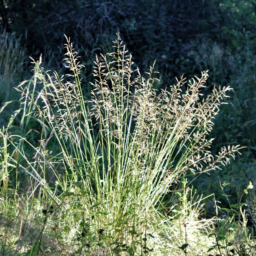 Poa chaixii - pâturin des Sudètes (Flowering)
