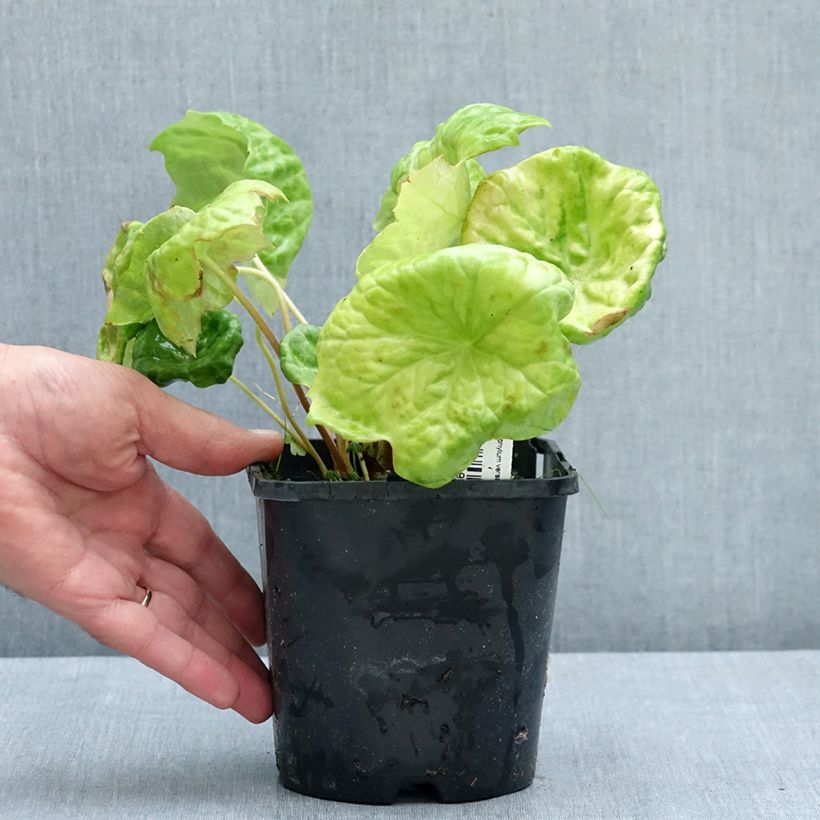 Example of Podophyllum Spotty Dotty - Dysosma Pot de 1L/1,5L as you get in ete
