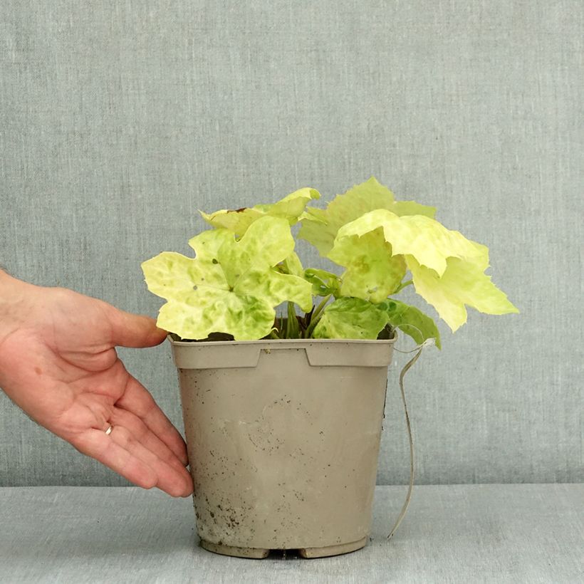Example of Podophyllum Spotty Dotty - Dysosma Pot de 3L/4L as you get in ete