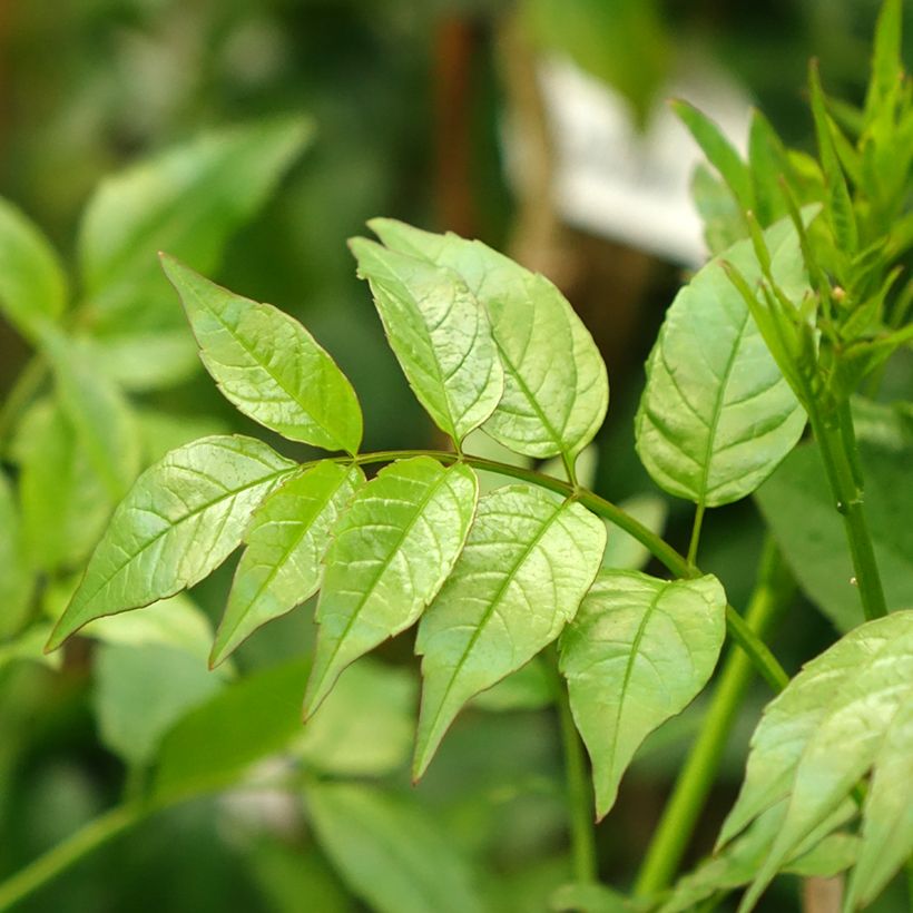Podranea ricasoliana - Bignone rose (Foliage)