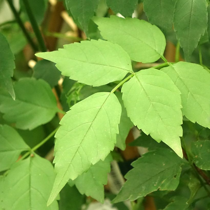 Podranea ricasoliana Comtesse Sarah - Bignone rose (Foliage)