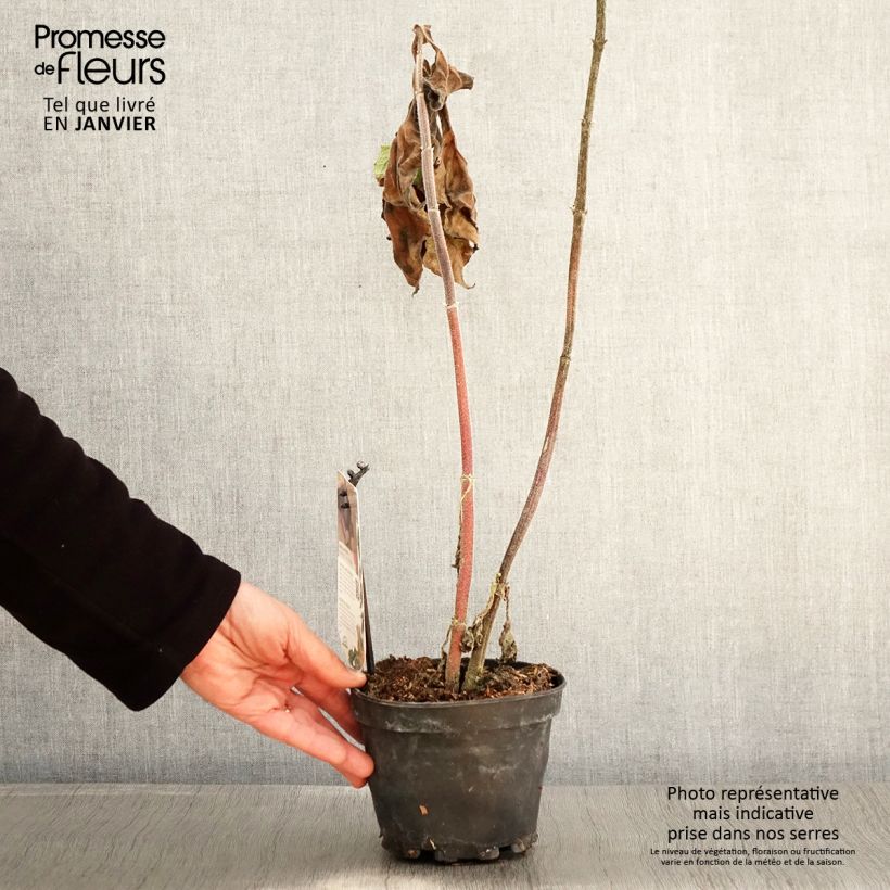 Example of Poire de terre Morado - Smallanthus sonchifolius Pot de 1,5L/2L as you get in hiver