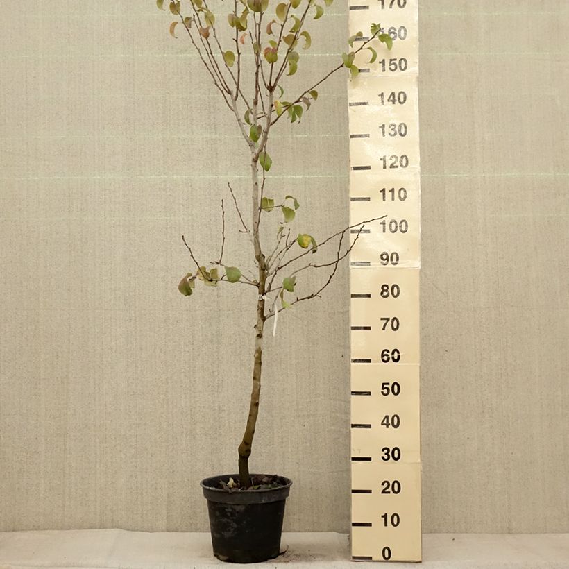Example of Poirier Beurre Giffard Pot de 7,5L/10L, Gobelet as you get in automne