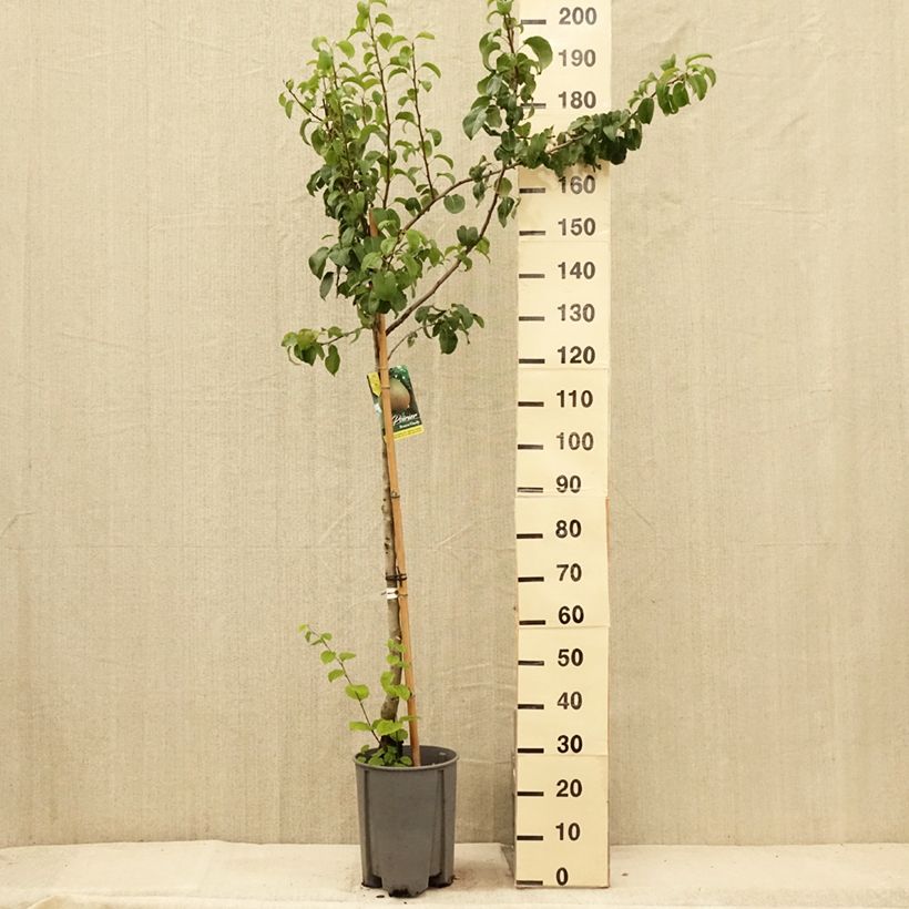 Example of Poirier Beurre Hardy Pot de 7,5L/10L, Demi-Tige as you get in ete