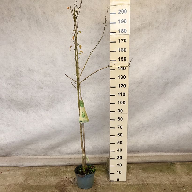 Example of Poirier Charneux - Legipont Pot de 7,5L/10L, Demi-Tige as you get in automne