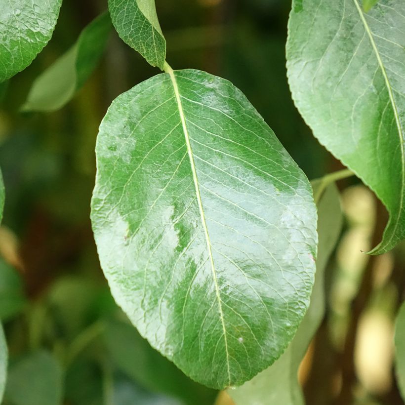 Poirier Clapp’s Favorite - Fruhe Clapps (Foliage)