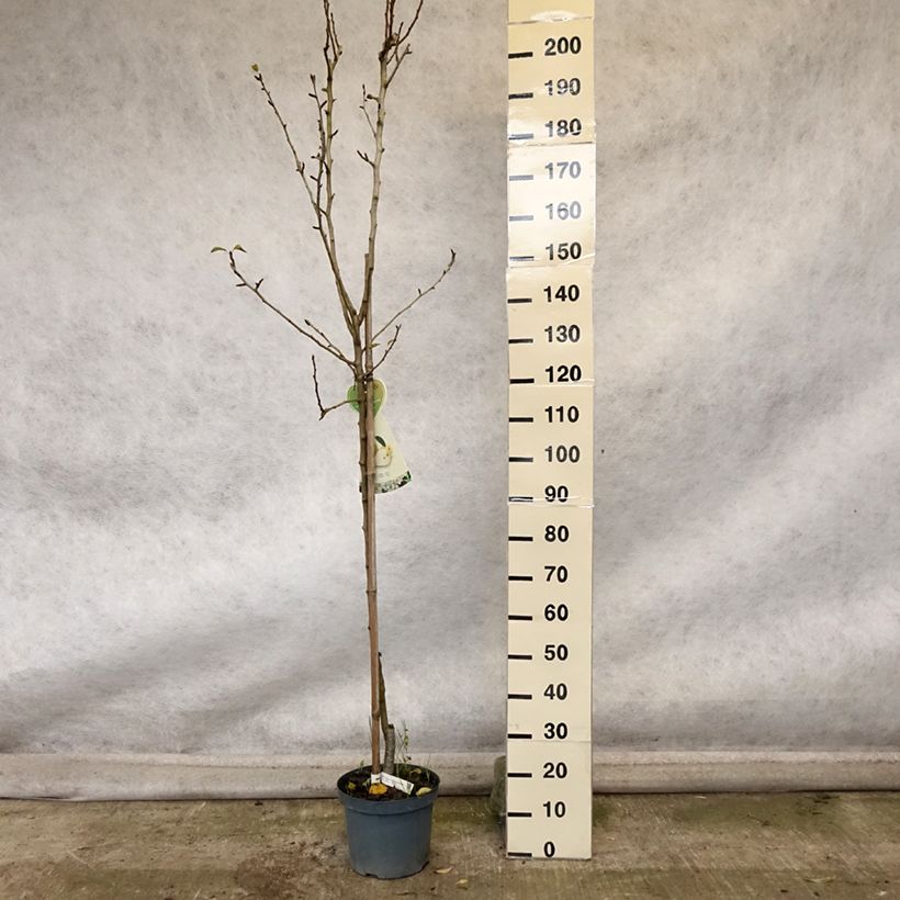 Example of Poirier Clapp’s Favorite - Fruhe Clapps Pot de 7,5L/10L, Demi-Tige as you get in automne
