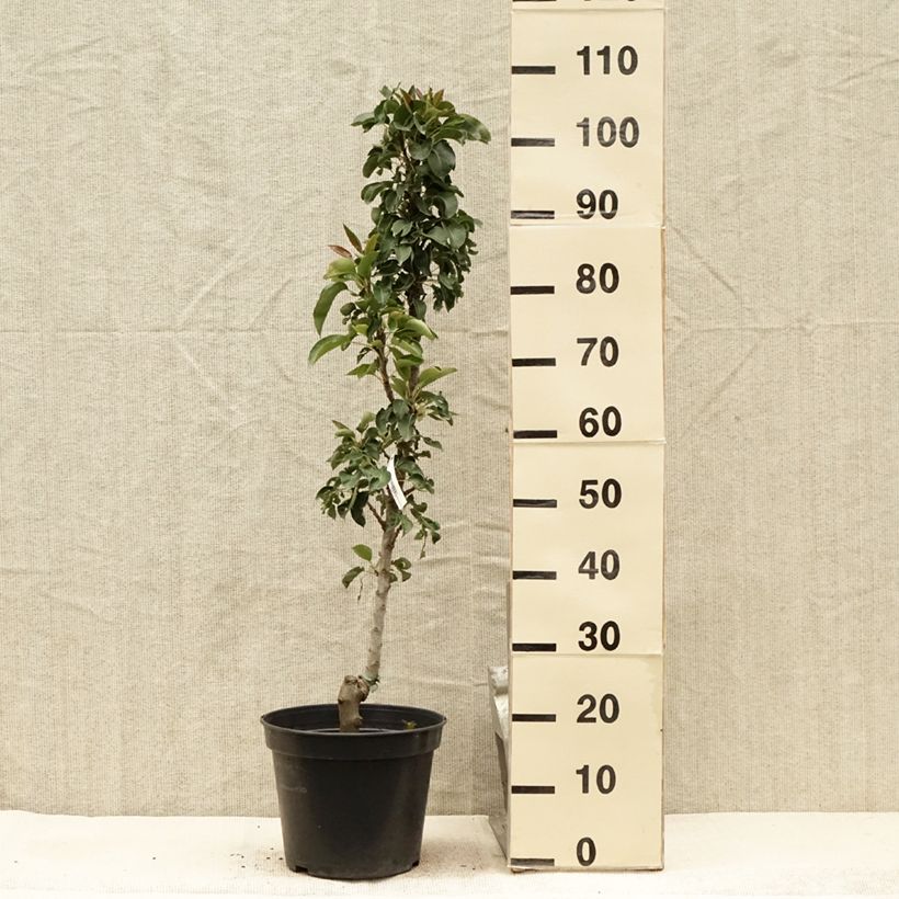 Example of Poirier colonnaire Obelus Pot de 7,5L/10L, Colonnaire as you get in ete