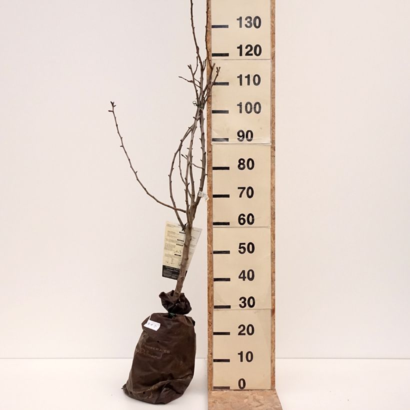 Example of Poirier Comtesse de Paris - Georges Delbard Motte "Prêt-à-planter", Gobelet as you get in hiver