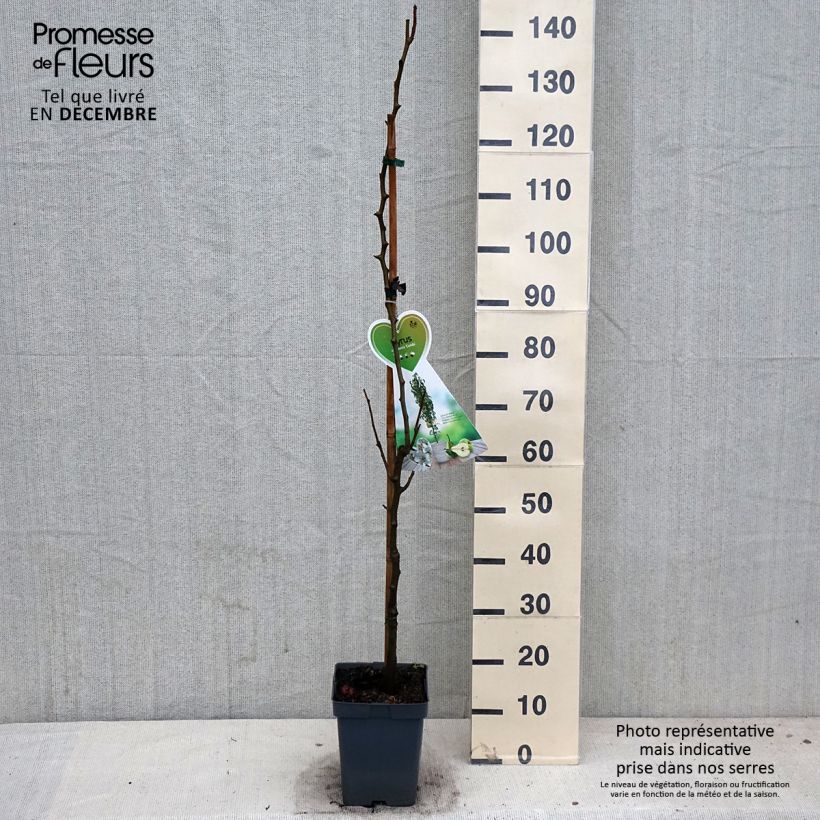 Example of Poirier nain Condo Pot de 4L/5L, Nain as you get in automne