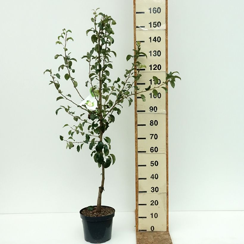 Example of Poirier Doyenné du Comice Pot de 7,5L/10L, Demi-Tige as you get in ete
