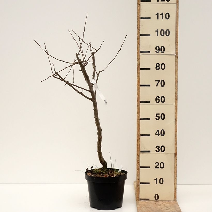 Example of Poirier Dubbele Philip - Beurre de Mérode Pot de 7,5L/10L, Demi-Tige as you get in hiver