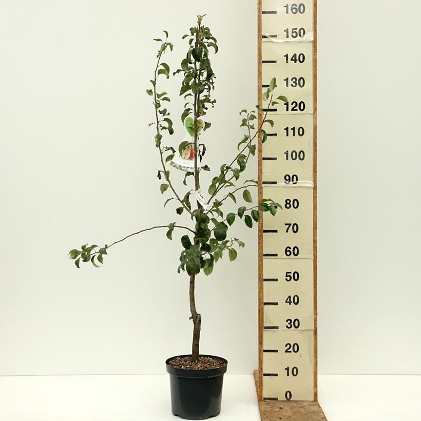 Example of Poirier Duo Williams et Louise Bonne D'Avranches Pot de 7,5L/10L as you get in ete