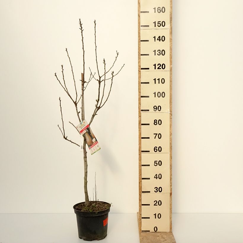 Example of Poirier Epine du Mas - Duc de Bordeaux Pot de 7,5L/10L, Gobelet as you get in hiver