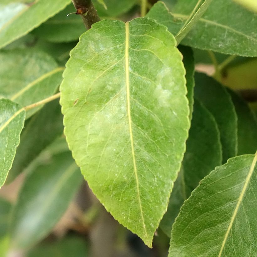 Poirier Epine du Mas - Duc de Bordeaux (Foliage)