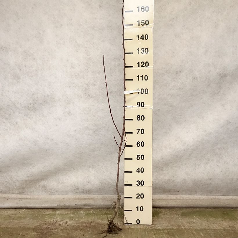 Example of Poirier Fertilia Delbard Grandes Racines nues, Scion as you get in automne