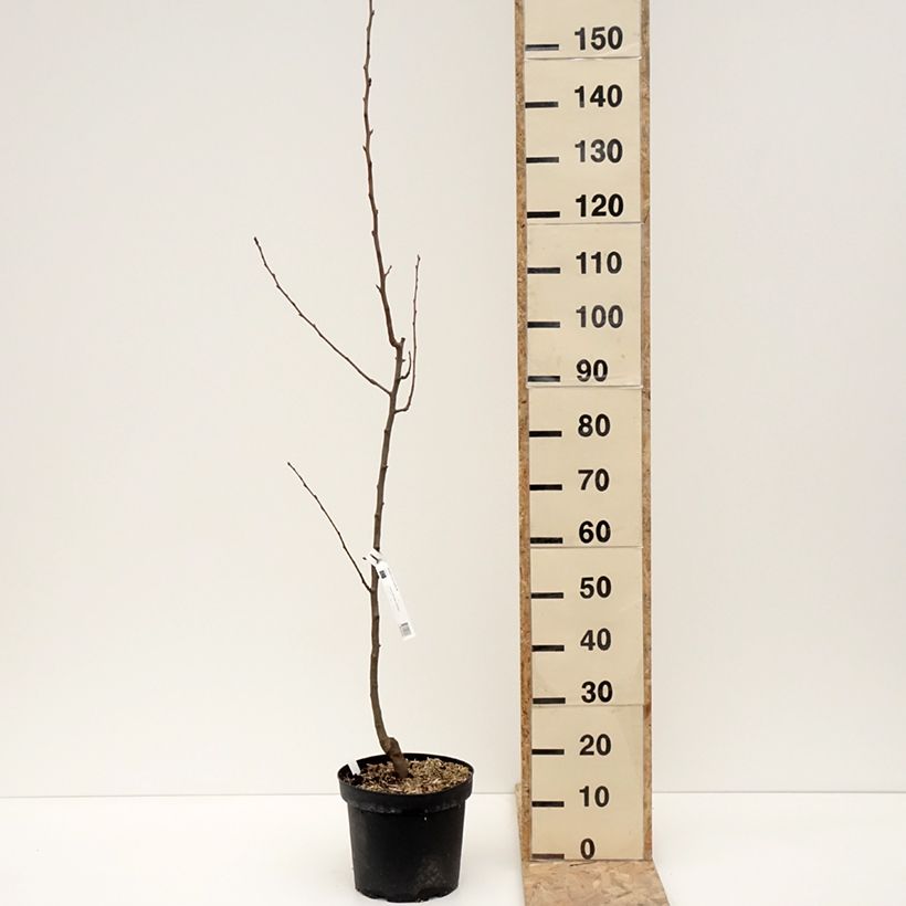 Example of Poirier General Leclerc - Pyrus communis Pot de 7,5L/10L, Scion as you get in hiver