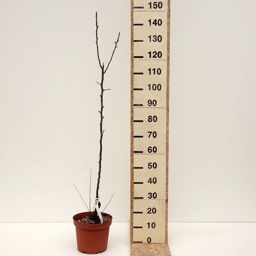 Example of Poirier Jules Guyot Pot de 7,5L/10L, Scion as you get in hiver