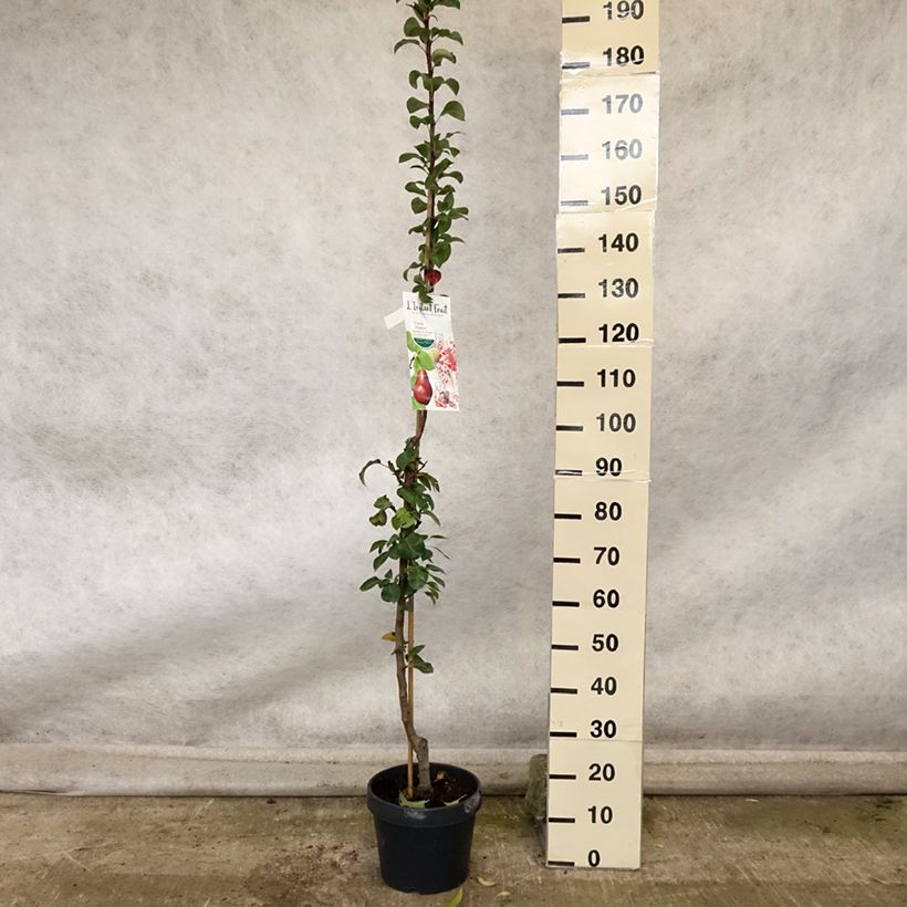 Example of Poirier colonnaire Moscou Pot de 7,5L/10L, Colonnaire as you get in automne